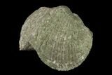 Pyrite Replaced Brachiopod (Paraspirifer) Fossil - Ohio #135563-2